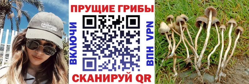 Псилоцибиновые грибы MAGIC MUSHROOMS  Пыталово 